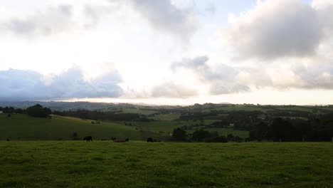 cows in a field with changing sky