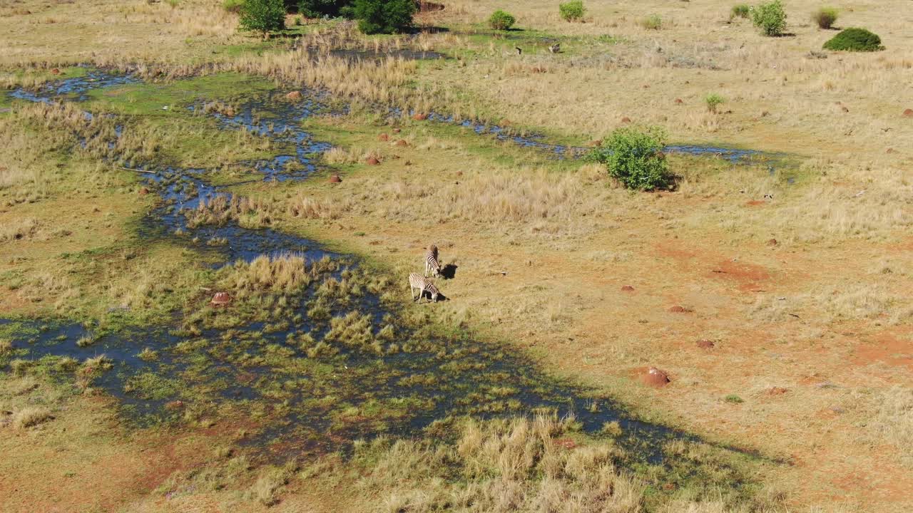Drone aerial Zebra's at natural spring in the wild with lots of birds