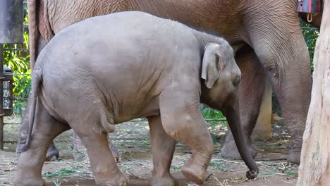 young elephant walking beside an adult elephant