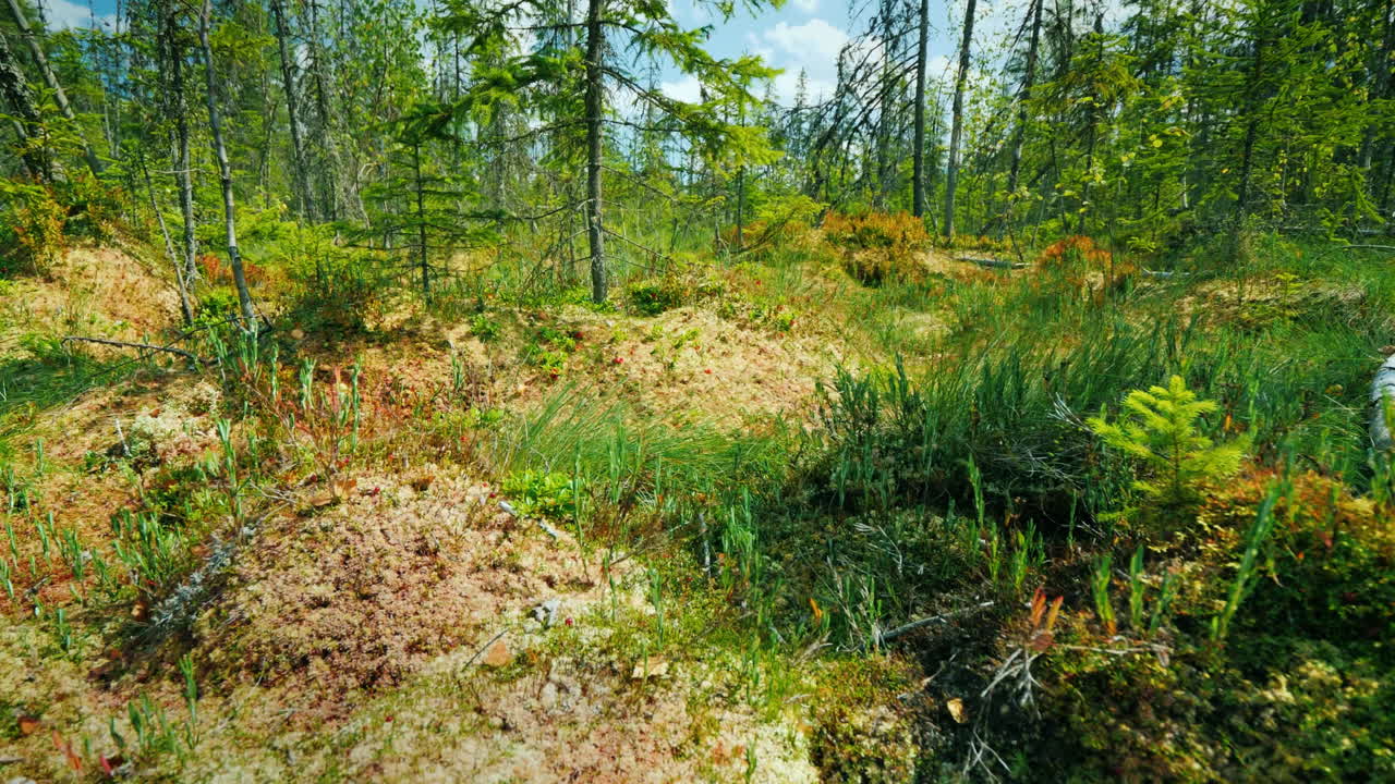 놀라운 늪 - 행성의 타락한 나무 이끼와 푸른 잔디 깨끗한 장소 pov 비디오