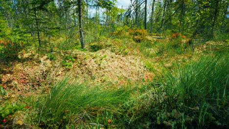 an amazing swamp - fallen trees moss and green grass pristine places on the planet pov video