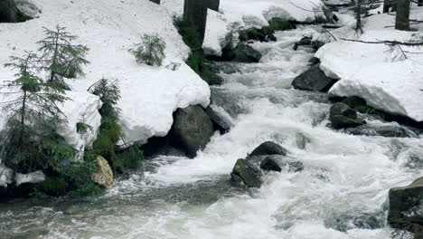 río frío con rápidos en el bosque de invierno. corriente rápida que fluye sobre fondo pedregoso