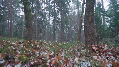 Primera-Nevada-De-La-Temporada-En-Un-Bosque-Oscuro-Y-Vacío---Plano-General