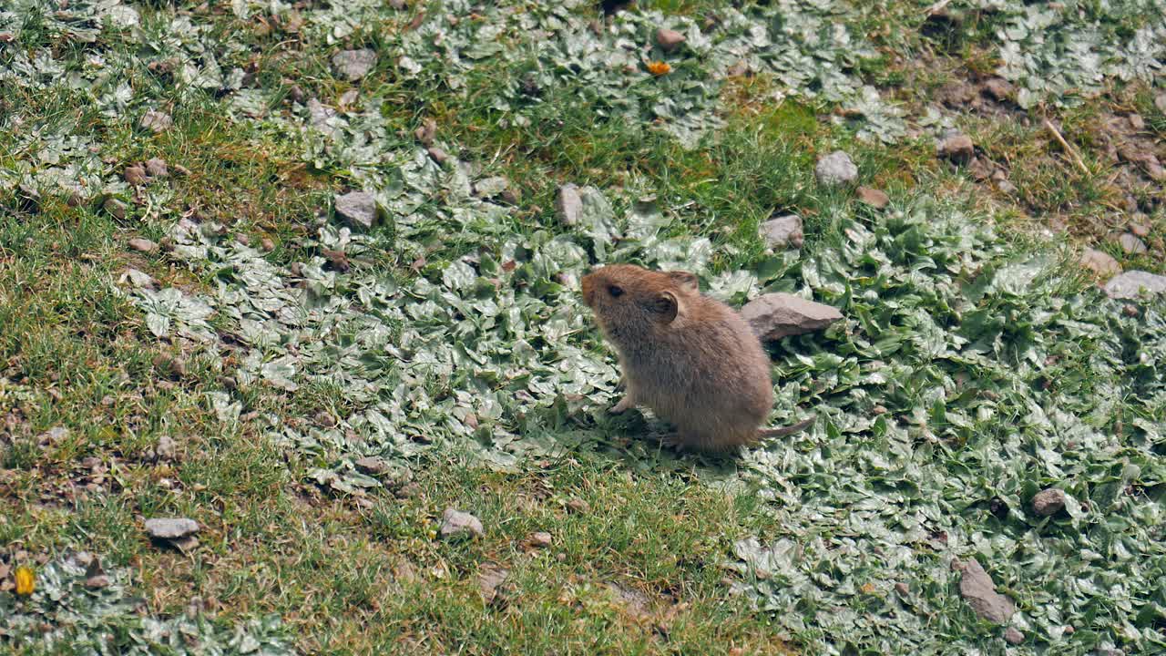 녹색 아프리카 초원에서 방목하는 신중한 vlei 쥐는 위험에 대해 경고합니다