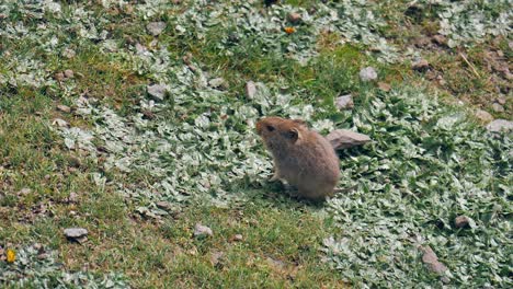 cautious vlei rat grazing in green african meadow is alert to danger