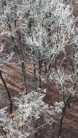 bosque congelado