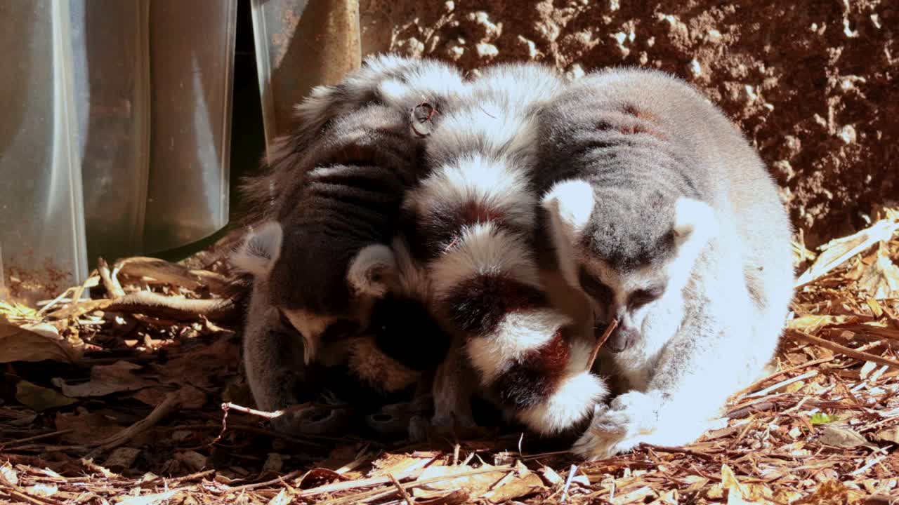 반지 리 레무르 한 무리가 빛으로 빛나는 에 모여 사회적 행동과 자연 서식지 상호 작용을 보여줍니다.
