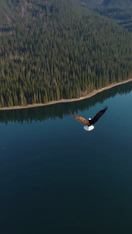 bald eagle soaring above a serene mountain lake