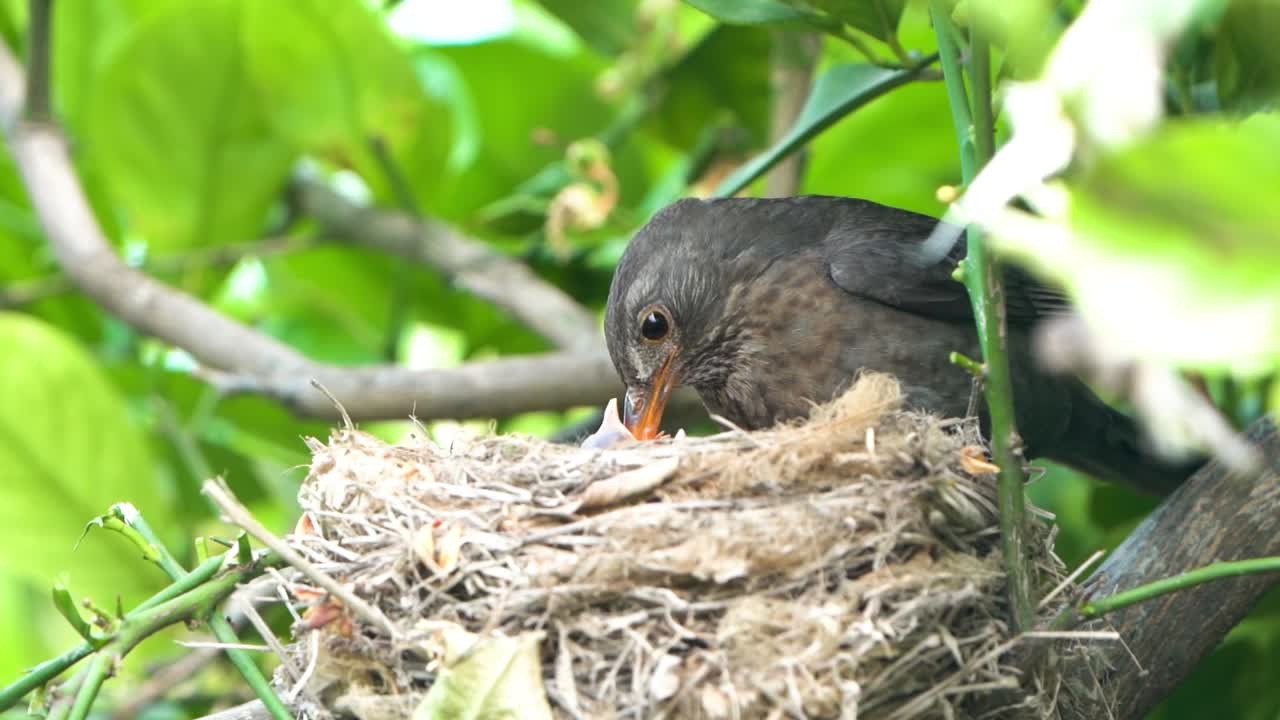 Black bird in a nest feeding baby birds