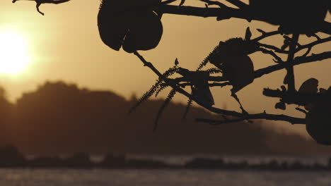 silueta de la rama de un árbol en una suave brisa contra el amanecer dorado de la costa tropical