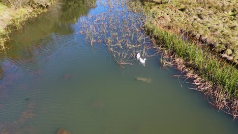 a white duck glides across a tranquil pond surrounded by reeds, captured from above in bright natural daylight with smooth aerial camera movement