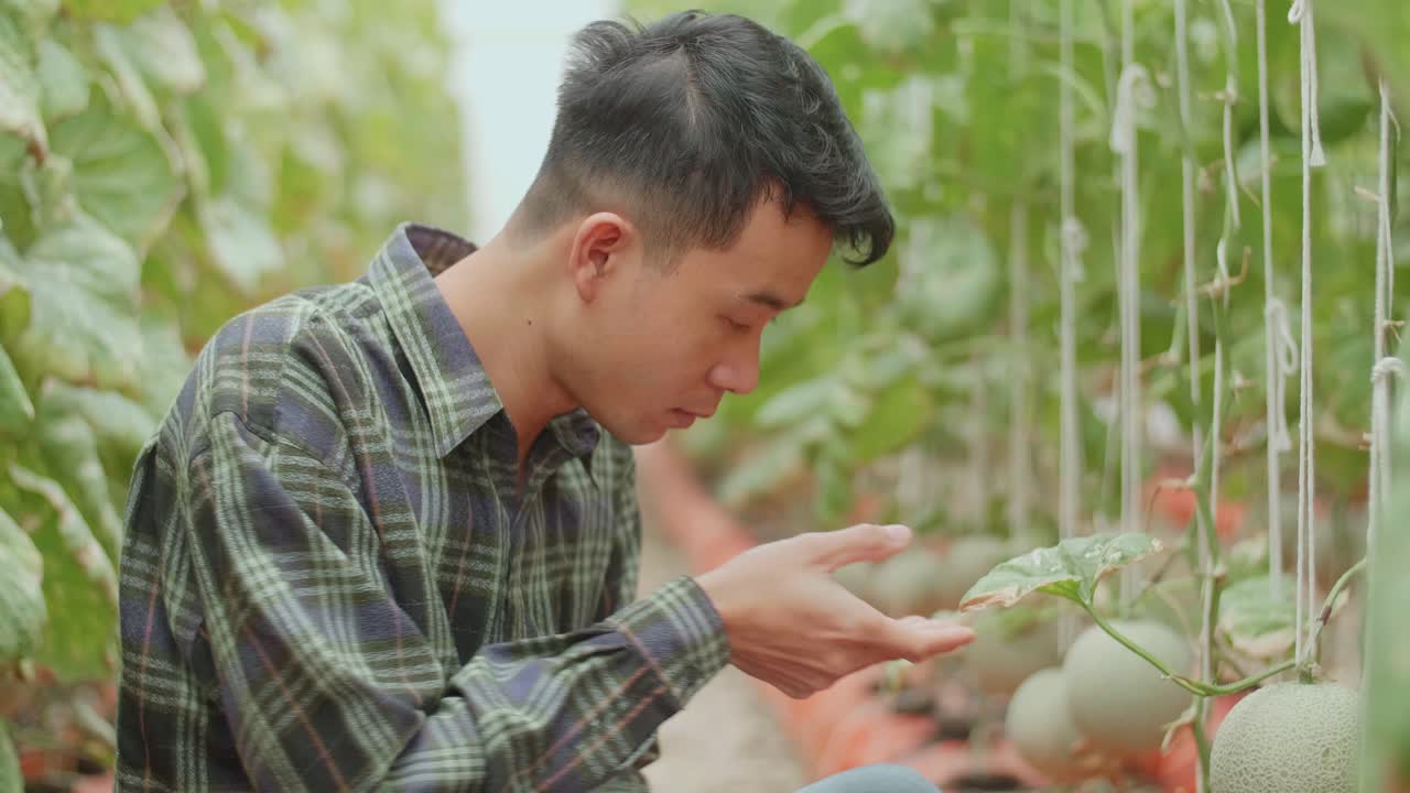 Asian Farmer Checking Melon'S Leaf And Documenting Data The Yield And Growth Of Melons In Organic Farms With Tablet. Agriculture Or Cultivation Concept