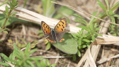 Pequeña-Mariposa-De-Cobre-Con-Una-Percha-De-Ala-Rota-En-La-Hoja-Y-Tomando-El-Sol-Bajo-El-Sol