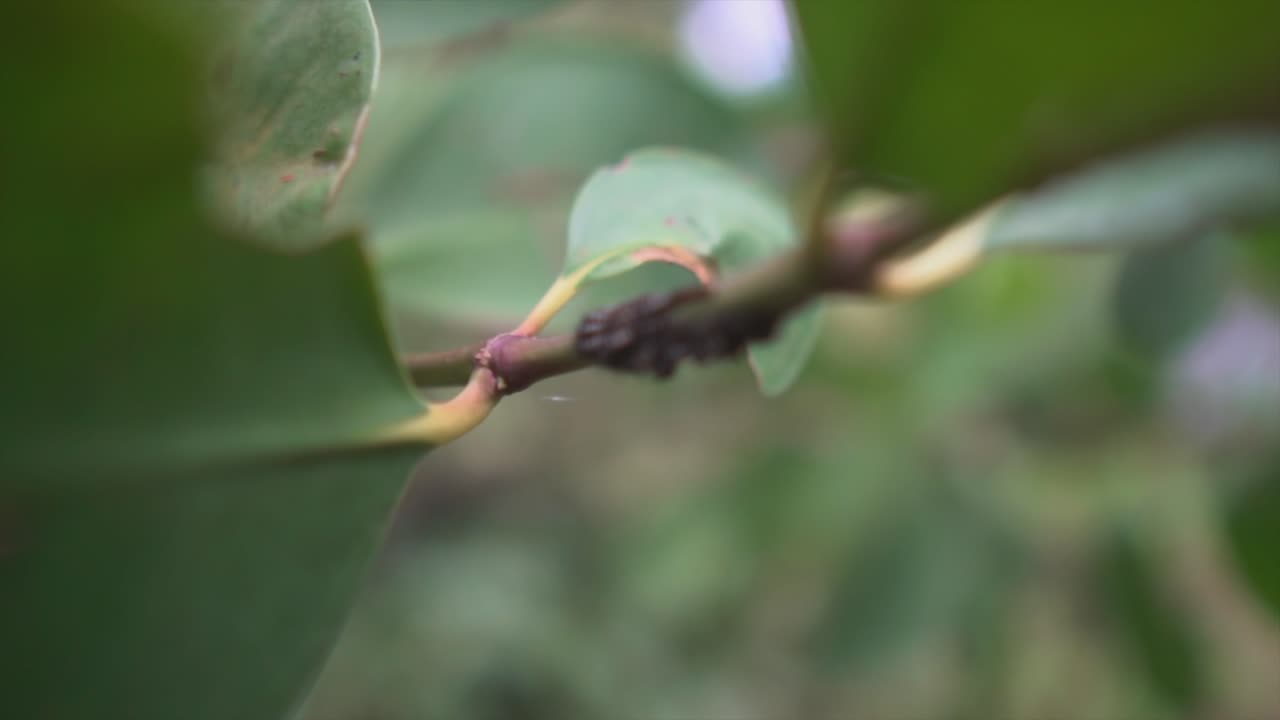 planta primer plano macro disparo de una ramita con hojas verdes, fondo borroso bokeh