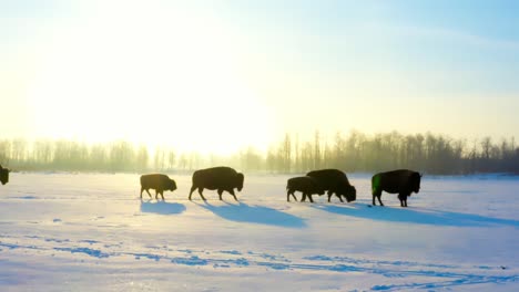 direct sunlight sunrise as herd of buffalo walk acros a winter snow covered forest plain with their offspring calves in various sizes of bison while they trek one behind the other in blue skies 1-3