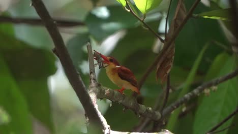 rufous-backed-kingfisher-is-perched-on-a-branch-carrying-fresh-crabs