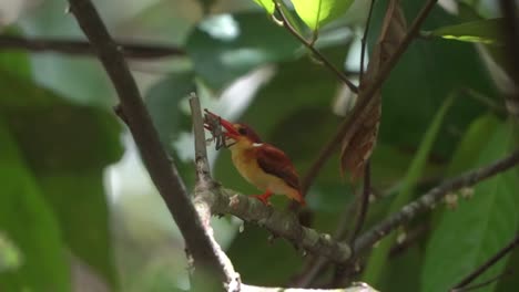 rufous backed kingfisher is perched on a branch carrying fresh crabs