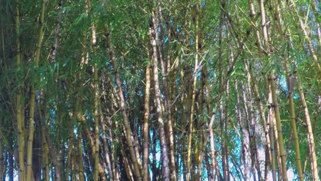 árboles-De-Bambú-En-El-Parque-De-La-Ciudad