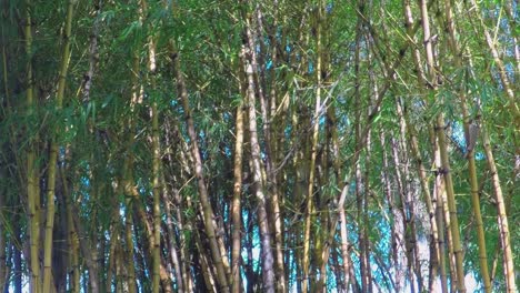 árboles de bambú en el parque de la ciudad