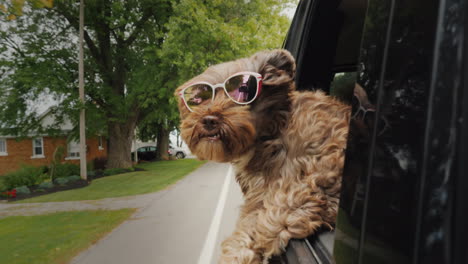 The-Dog-Looks-Out-Of-The-Window-Of-The-Car-In-Motion-In-The-Rearview-Mirror-You-Can-See-The-Driver-P