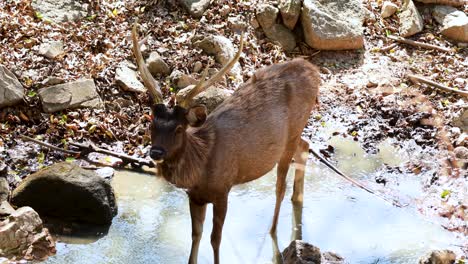 un ciervo junto a un charco en el bosque