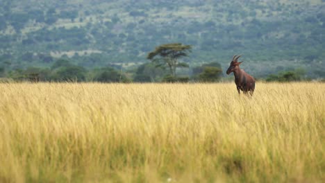 Topi-standing-alone-in-wide-open-plains-of-africa-nature-wilderness,-African-Wildlife-in-Maasai-Mara-National-Reserve,-Kenya,-Africa-Safari-Animals-in-Masai-Mara-North-Conservancy