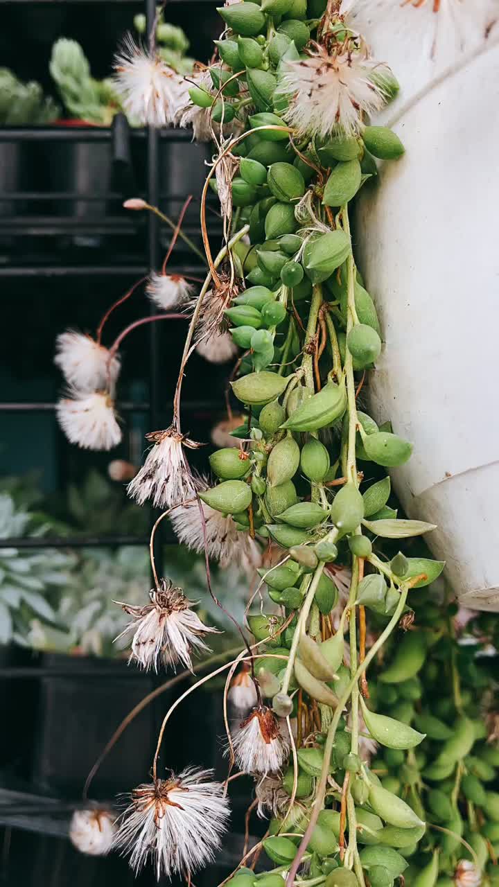 String of Pearls Succulent in a White Pot