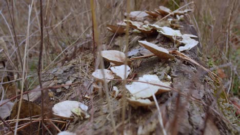 Fallen-Log-Fungus,-Moss,-and-Polypore-Mushrooms-Close-Up-on-a-Dead-Tree