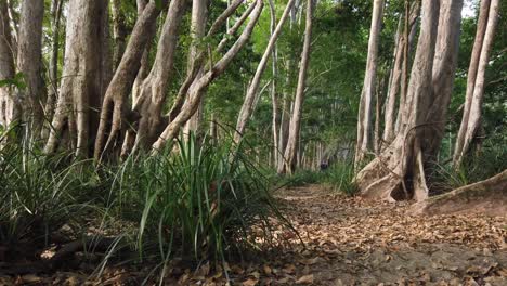 hombre caminando por un sendero de arbusto más lejos de la cámara