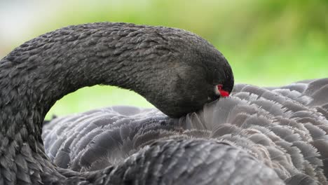 el cisne negro limpia sus plumas para mantenerlas limpias - foto de cerca en cámara lenta