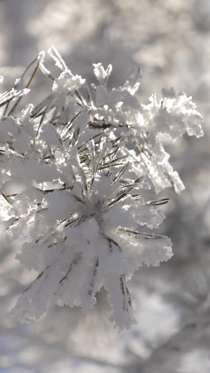 Ramo di pino coperto di neve scintilla alla luce del sole invernale, mostrando brina delicata e fiocchi di neve scintillanti in un ambiente forestale sereno e tranquillo.