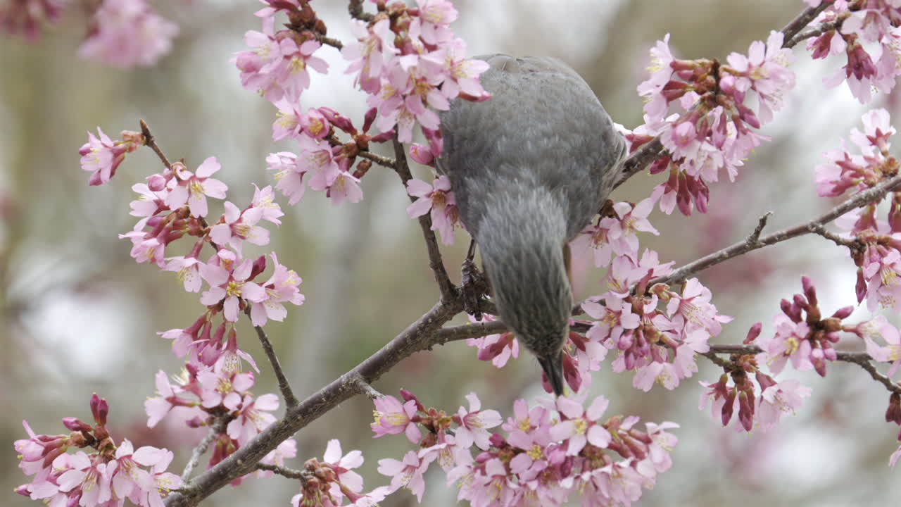 Uccello colorato che mangia vivaci fiori rosa di un ciliegio in un soleggiato pomeriggio in un sereno parco. Fujikawaguchiko, Giappone