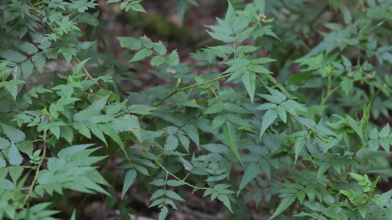 primer plano de las hojas verdes y exuberantes de la selva tropical