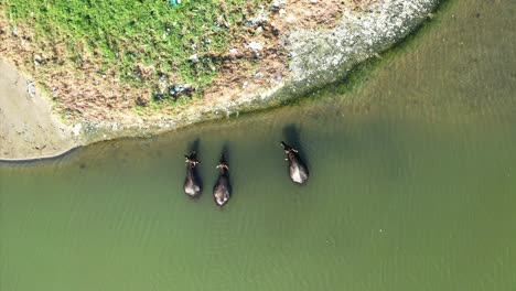 Búfalo-Dentro-Del-Agua-En-Un-País-Asiático