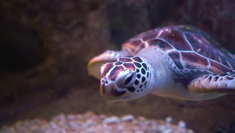 Grüne-Meeresschildkröte-(Chelonia-Mydas),-Auch-Grüne-Meeresschildkröte-Genannt