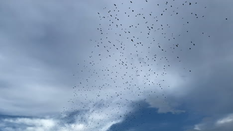 Bandada-De-Pájaros-Volando-En-El-Cielo