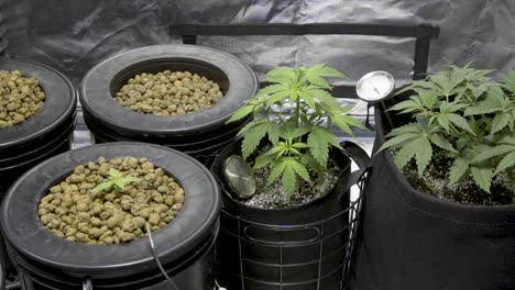 homegrown cannabis plant with seedlings on bucket in hydroponic system