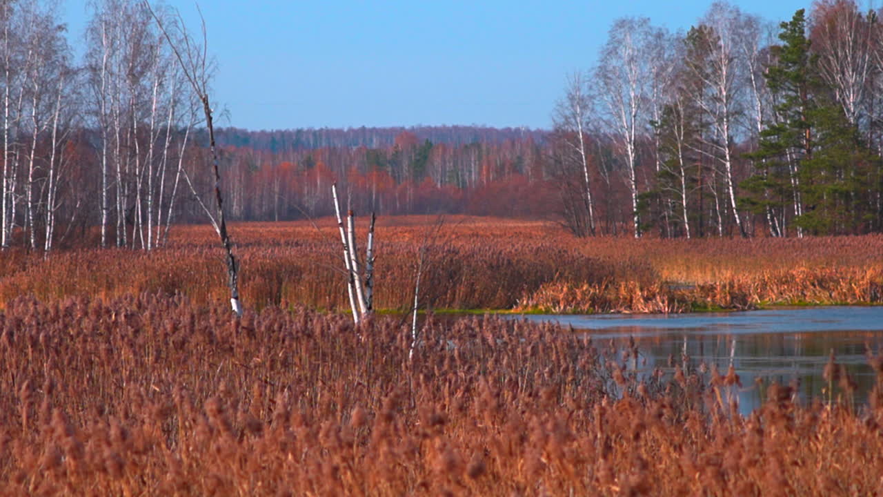 Autumn Marsh Landscape with Birch Trees and Reeds