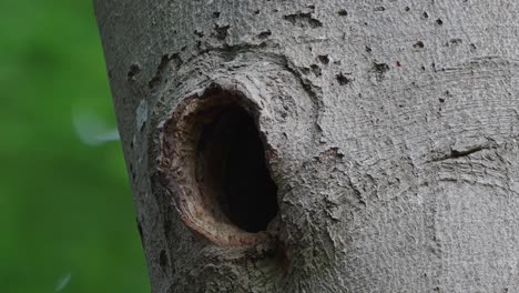 Black-woodpecker-baby-peeking-out-of-tree-nest,-focus-on-foreground,-bokeh-leaves