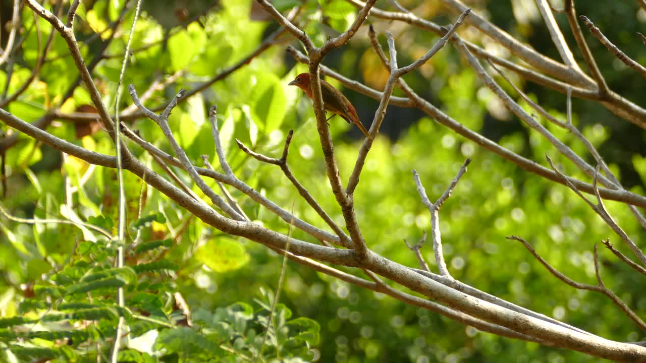 파나마 열대 숲에 있는 나무 가지에 있는 다채로운 여름 타나거 새