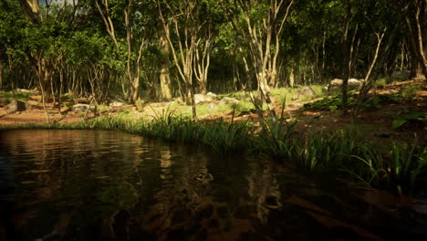 Estanque-En-Un-Bosque-Verde-Cubierto-De-Musgo