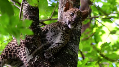 Der-Indochinesische-Leopard-Ist-Eine-Gefährdete-Art-Und-Eine-Der-Großen-Katzen-Thailands