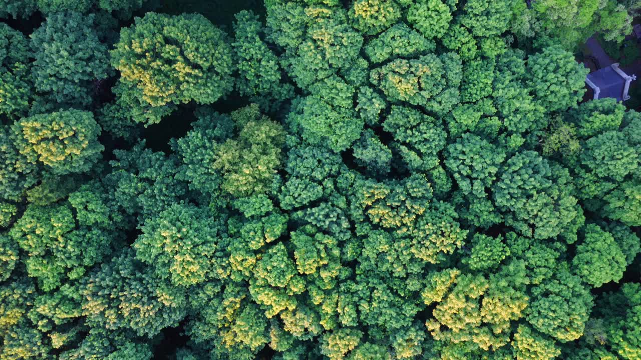 Broadleaf deciduous trees, dense rural woodland, aerial top down view