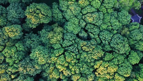 broadleaf deciduous trees, dense rural woodland, aerial top down view