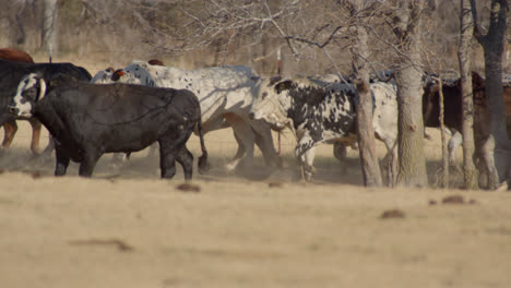 Herd-of-bulls-walking-along-trees-on-rural-farmland-in-Texas-countryside