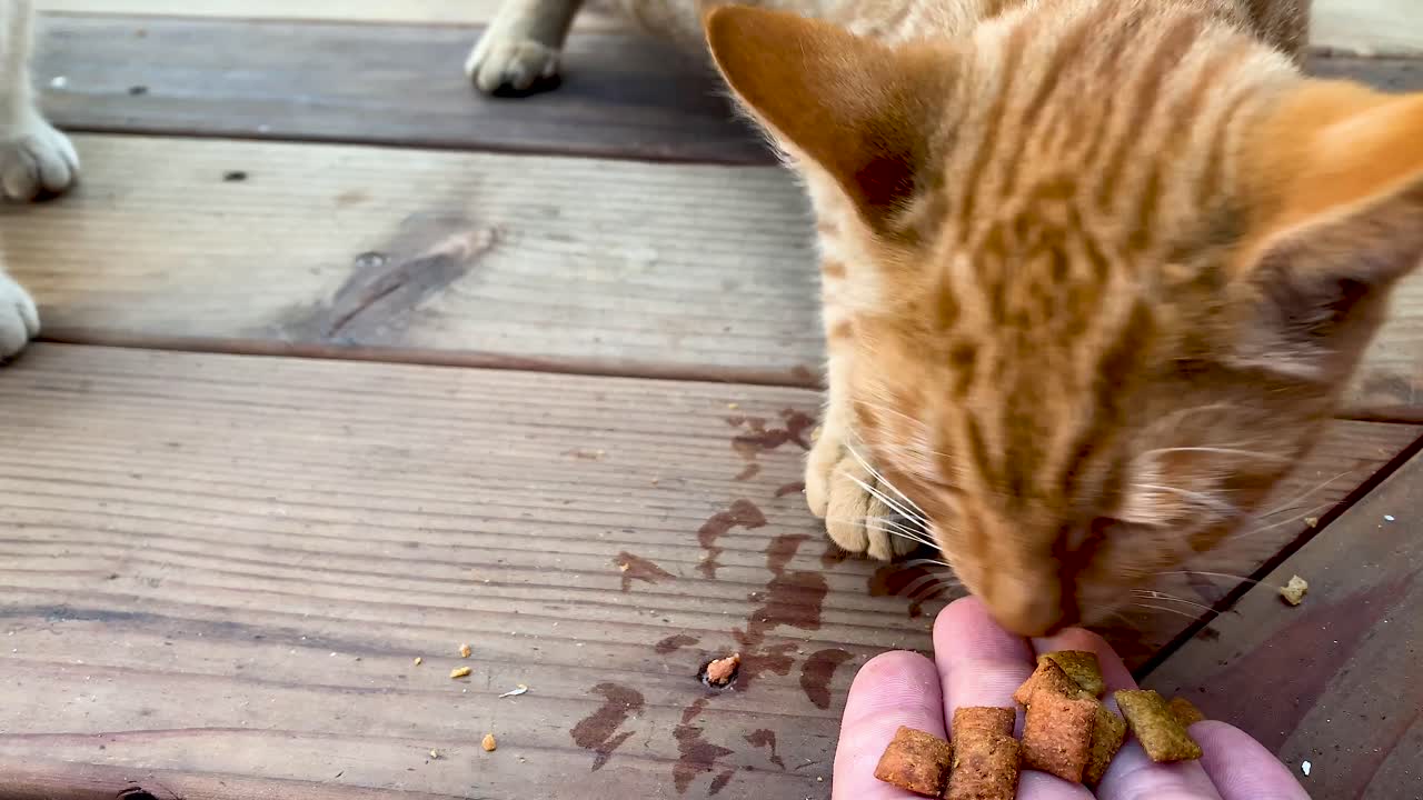 Ein Paar verwilderter Kätzchen frisst nervös aus der Hand eines Menschen auf der hölzernen Außenveranda.
