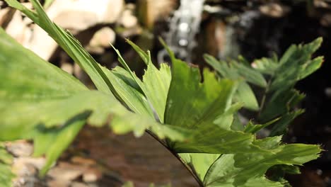 las hojas tropicales se cierran con una cascada en cámara lenta de fondo.