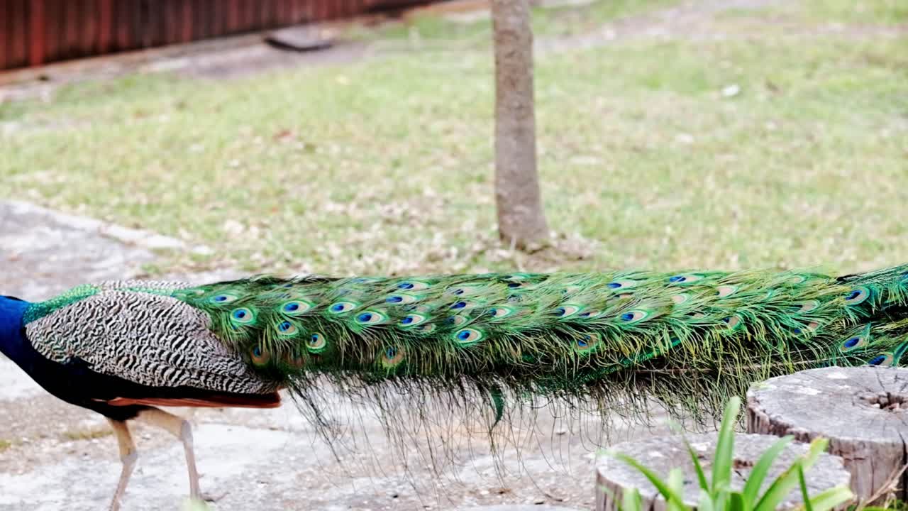 A striking male peacock with it's impressive tail feathers