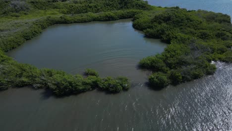 Delicate-Hawaiian-ecosystem,-sediment-transfer-wild-mangroves,-Hawaii