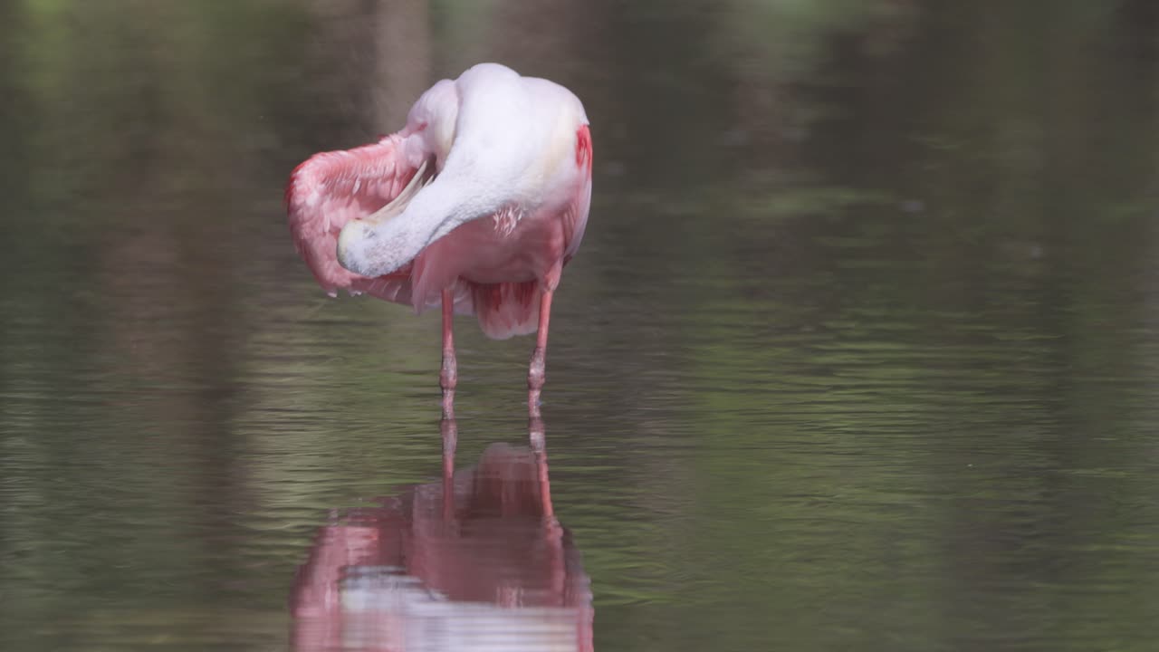 Roseate Spoonbill grooming feathers under wing in shallow water in Florida wetland